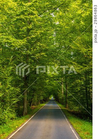 風景　森の小道 森の小道 | GANREF