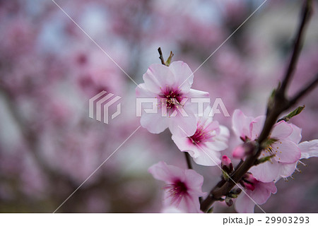 花弁６枚 桜 桃色の写真素材