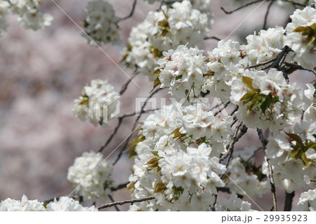 太白桜の写真素材