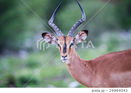 インパラ 動物 野生動物 草食動物の写真素材