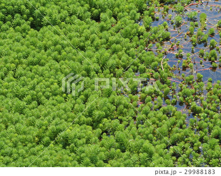 オオフサモの写真素材