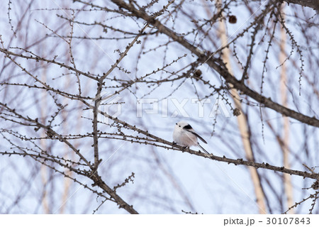 シマエナガ エナガ 島柄長 野鳥の写真素材 - PIXTA シマエナガ エナガ 島柄長 野鳥の写真素材 - PIXTA