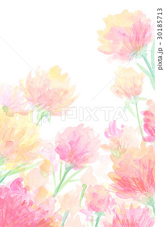 カーネーション 水彩イラストのイラスト素材