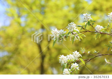 花 アオダモ 植物 春の写真素材