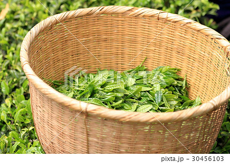 茶摘み 籠の写真素材