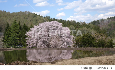 針山の天王ザクラの写真素材