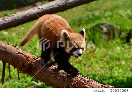 レッサーパンダ 素材 背景 壁紙の写真素材