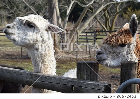 ラマ マザー牧場 リャマ 牧場の写真素材