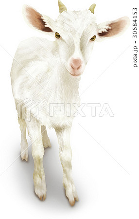 動物 羊 全身 リアルの写真素材 Pixta