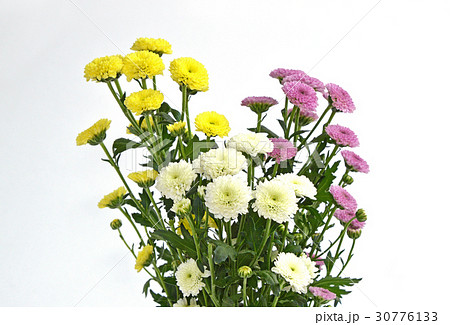 カリメロ スプレー菊 花の写真素材