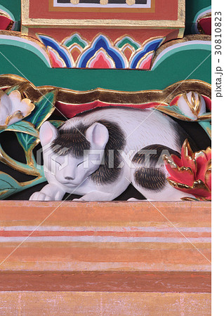 眠り猫 眠猫 日光東照宮 東照宮の写真素材