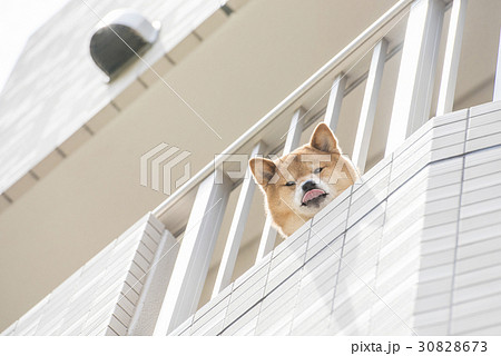 柴犬 犬 ベランダ 気になるの写真素材