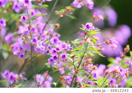 花 ミントツリー 薄紫色 自然の写真素材