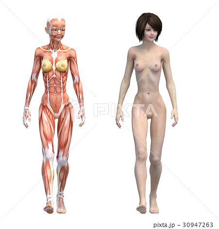 全裸 解剖 筋肉 解剖 女性 裸のイラスト素材 - PIXTA
