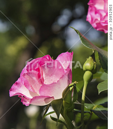 綺麗な花には棘があるの写真素材