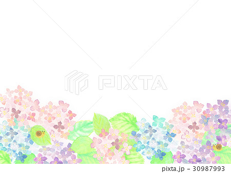 西洋紫陽花のイラスト素材 - PIXTA