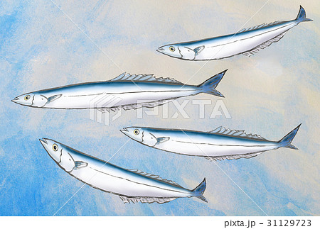 さんま 秋刀魚 海中 泳ぐの写真素材