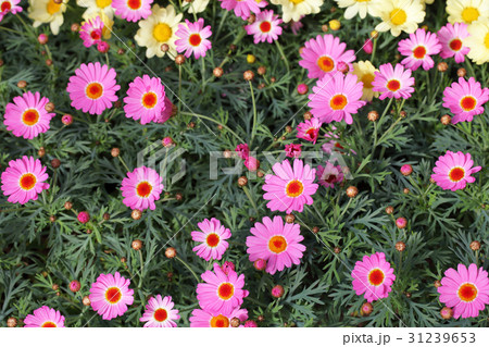 マーガレット モリンバ ミニピンクの写真素材