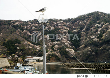 神子の山桜の写真素材