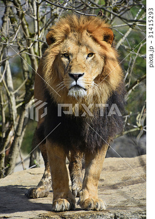 ライオンの正面顔の写真素材