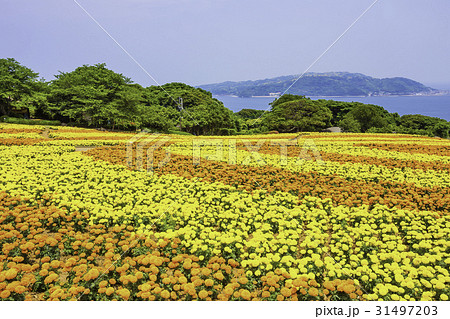 花 黄色 オレンジ 花畑の写真素材 - PIXTA