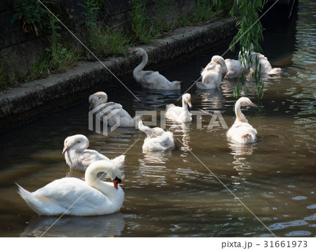 白鳥 親子 絆 スワンの写真素材 - PIXTA