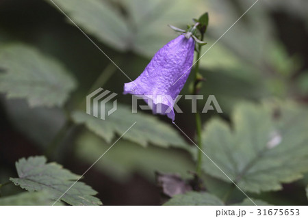 金剛ランタン 花 見よ 野生の花の写真素材