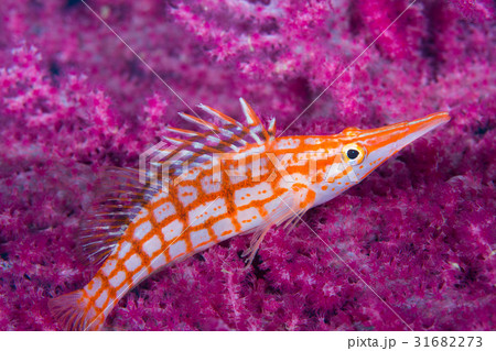 クダゴンべ 海水魚 水中写真 魚の写真素材