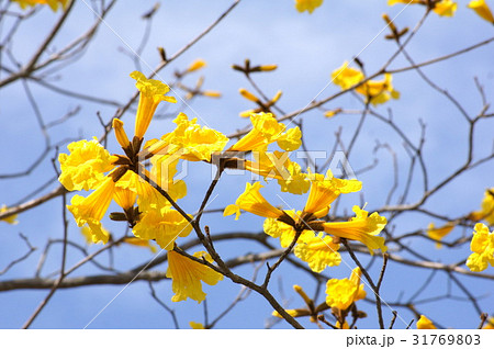 ブラジル国花 花の写真素材