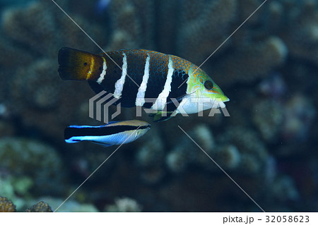 ベラ 魚類 海水魚 縞模様の写真素材