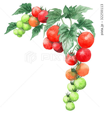 フレーム トマト 植物 水彩のイラスト素材