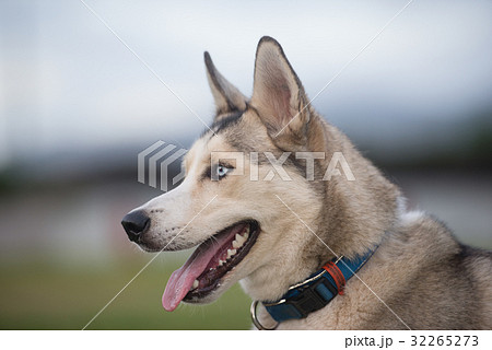 犬 ハスキー ミックス 雑種の写真素材