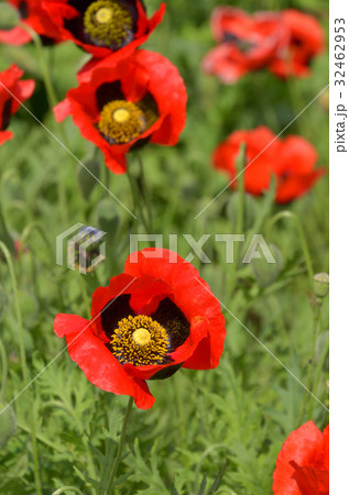 モンツキヒナゲシ ケシ科 花 虞美人草の写真素材