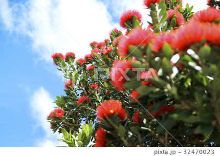 花 ポフツカワ ニュージーランドクリスマスツリー 植物の写真素材