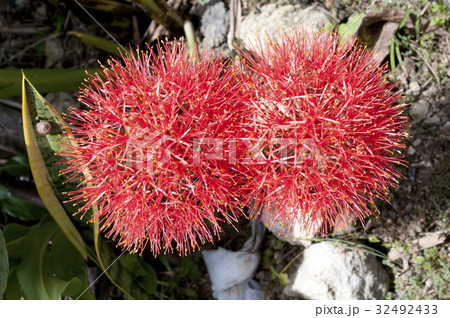 ブラッドリリーの写真素材