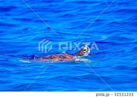 呼吸するカメの写真素材