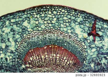 気孔 顕微鏡写真 椿 葉緑体の写真素材 - PIXTA