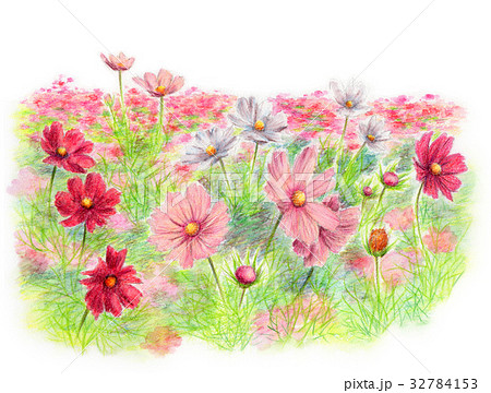 コスモス 植物 花 絵手紙風のイラスト素材