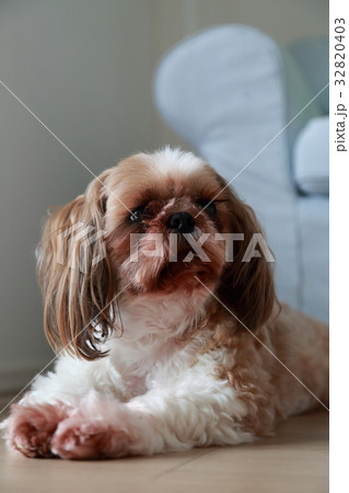 人気メーカー・ブランド 犬 シーズー PIXTA - 伏せの写真素材 動物 羊毛フェルト