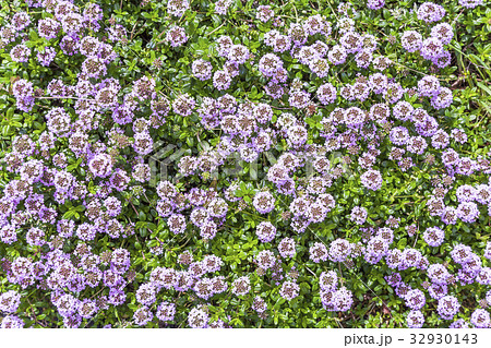 植物 花 紫色 小花の写真素材