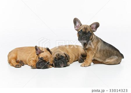 フレンチブルドッグ かわいいの写真素材