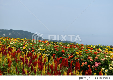 アスター エゾギク 蝦夷菊 青い花の写真素材