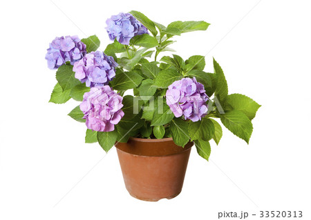 あじさい 紫陽花 花 鉢植えの写真素材
