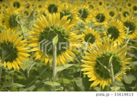 向日葵 ひまわり 花 裏側の写真素材