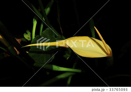 里芋の花の写真素材