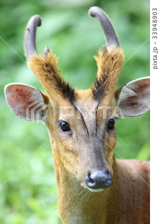 キョン 動物の写真素材