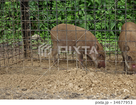 檻 罠 籠 カゴ かごの写真素材