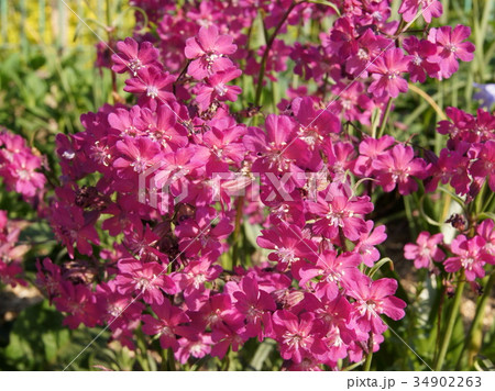 ビスカリア 花 植物 春の写真素材