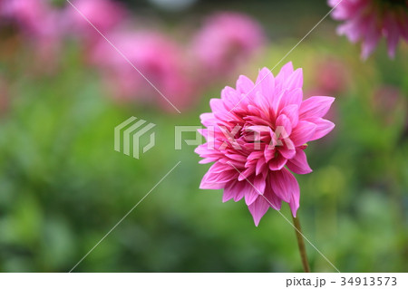 ダリア 花 感謝 花言葉の写真素材 - PIXTA