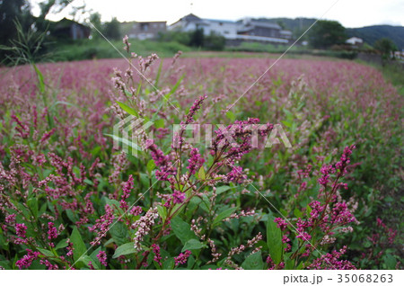 蓼藍の写真素材